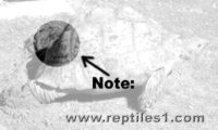 Leopard Tortoise Reaching into Nest Hole