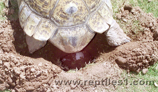 Leopard Tortoise Filling Hole