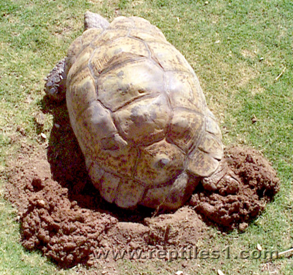 Leopard Tortoise Reaching into Nest Hole