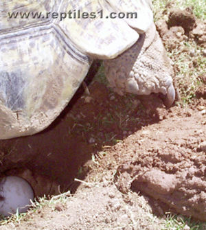 Leopard Tortoise Claw Position When Filling Hole