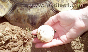 Leopard Tortoise Egg