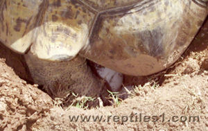 Leopard Tortoise Spreading Eggs in Hole